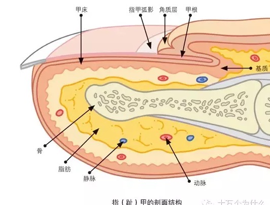為什么指(趾)甲生長(zhǎng)有快慢