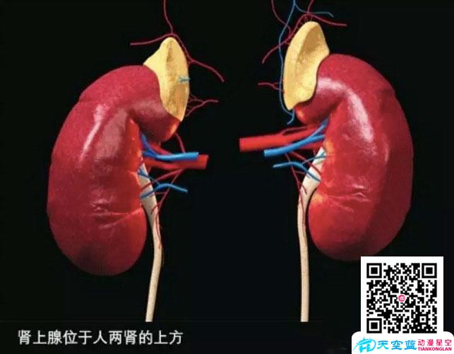 為什么人在生死關(guān)頭會變成超級大力士？ - 黃鶴樓十萬個為什么動漫視頻.jpg