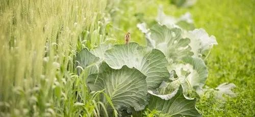 有機(jī)蔬菜更有營(yíng)養(yǎng)嗎mg科普動(dòng)畫(huà)制作