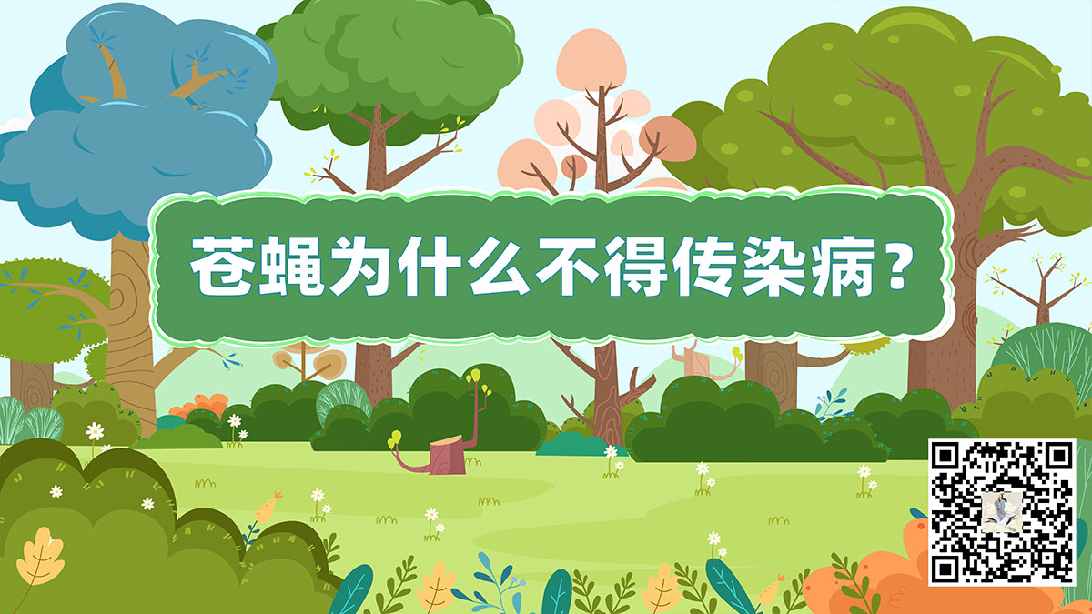 蒼蠅為什么不得傳染病.jpg 蒼蠅為什么不得傳染病.jpg