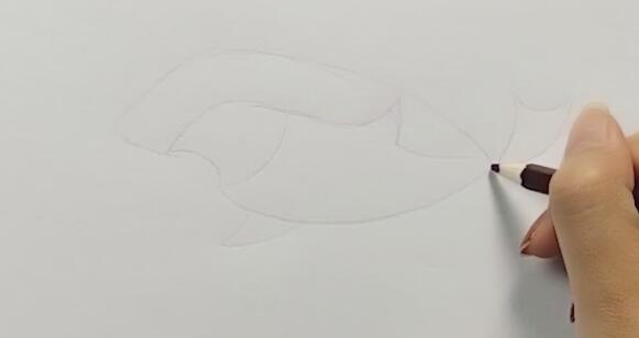 1、先用鉛筆勾畫出鯊魚的形狀。畫出鯊魚的頭部和身體。留出嘴巴位置。.jpg