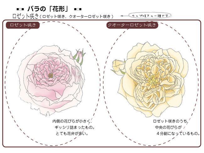 各種花的簡單畫法，一步一步教你畫鮮花