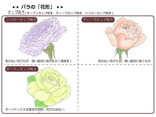 各種花的簡單畫法，一步一步教你畫鮮花