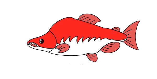 大馬哈魚簡筆畫畫法圖片