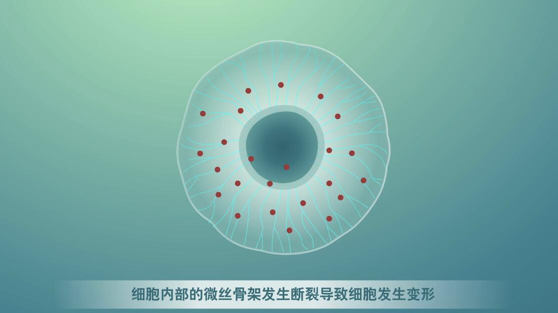 Flash動(dòng)畫(huà)制作《細(xì)胞囊泡生物治療》醫(yī)學(xué)動(dòng)漫宣傳片囊細(xì)胞.jpg Flash動(dòng)畫(huà)制作《細(xì)胞囊泡生物治療》醫(yī)學(xué)動(dòng)漫宣傳片囊細(xì)胞.jpg