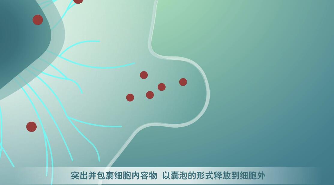 Flash動(dòng)畫(huà)制作《細(xì)胞囊泡生物治療》醫(yī)學(xué)動(dòng)漫宣傳片囊細(xì)胞分裂.jpg Flash動(dòng)畫(huà)制作《細(xì)胞囊泡生物治療》醫(yī)學(xué)動(dòng)漫宣傳片囊細(xì)胞分裂.jpg