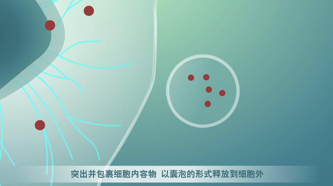 Flash動(dòng)畫(huà)制作《細(xì)胞囊泡生物治療》醫(yī)學(xué)動(dòng)漫宣傳片細(xì)胞分裂.jpg Flash動(dòng)畫(huà)制作《細(xì)胞囊泡生物治療》醫(yī)學(xué)動(dòng)漫宣傳片細(xì)胞分裂.jpg