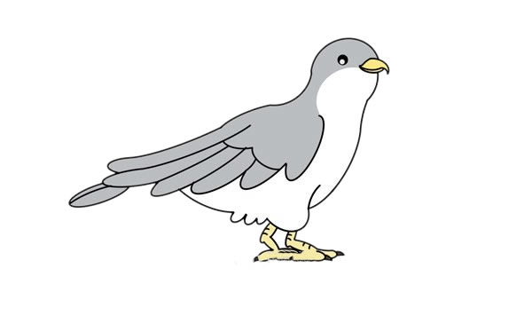 杜鵑鳥簡(jiǎn)筆畫 杜鵑鳥簡(jiǎn)筆畫畫法步驟圖片