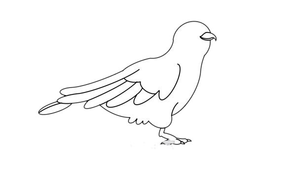 杜鵑鳥簡(jiǎn)筆畫 杜鵑鳥簡(jiǎn)筆畫畫法步驟圖片