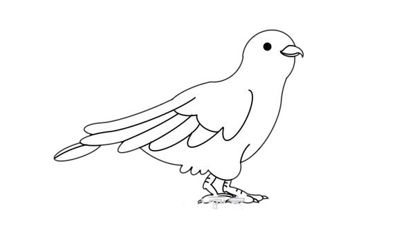 杜鵑鳥簡(jiǎn)筆畫 杜鵑鳥簡(jiǎn)筆畫畫法步驟圖片
