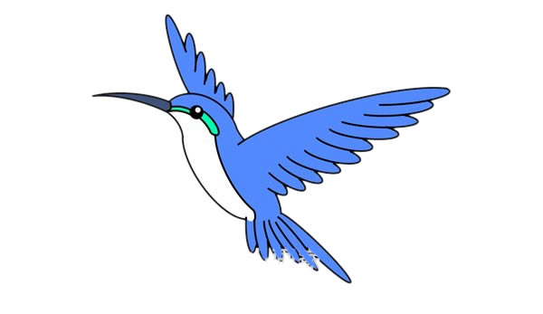蜂鳥(niǎo)簡(jiǎn)筆畫(huà) 漂亮的蜂鳥(niǎo)簡(jiǎn)筆畫(huà)畫(huà)法步驟圖片