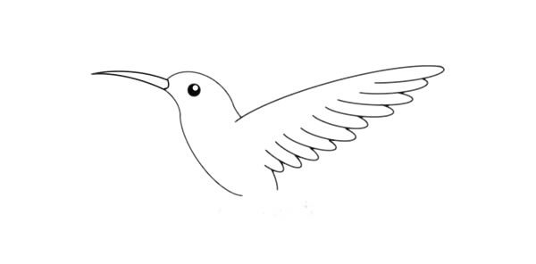 蜂鳥(niǎo)簡(jiǎn)筆畫(huà) 漂亮的蜂鳥(niǎo)簡(jiǎn)筆畫(huà)畫(huà)法步驟圖片