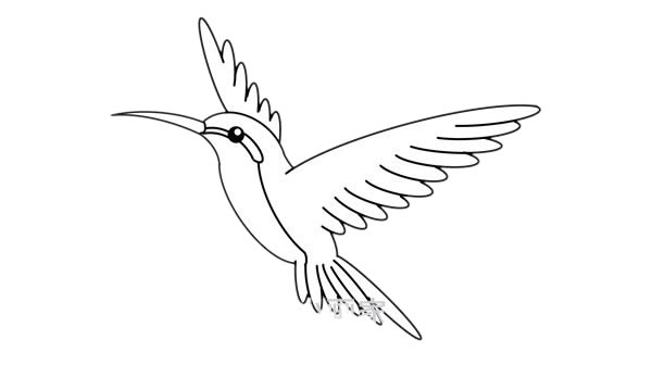 蜂鳥(niǎo)簡(jiǎn)筆畫(huà) 漂亮的蜂鳥(niǎo)簡(jiǎn)筆畫(huà)畫(huà)法步驟圖片