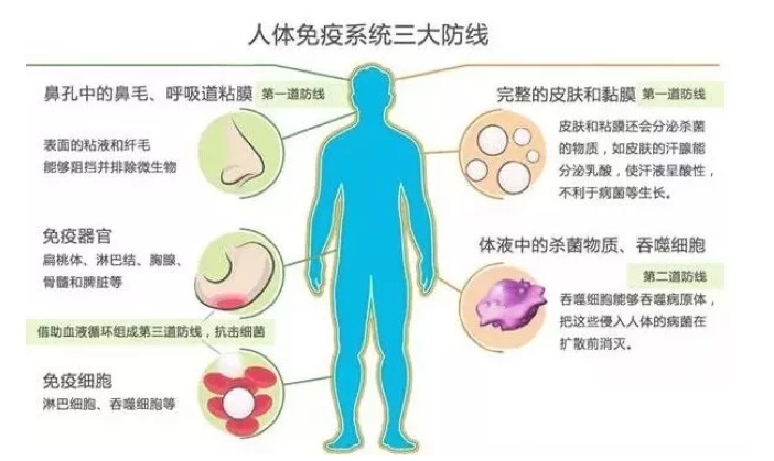 吃什么可以提高免疫力？