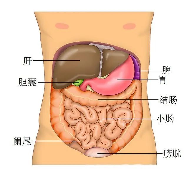 新冠病毒疫情中的救命神器“人工肝”，是怎樣煉成的？
