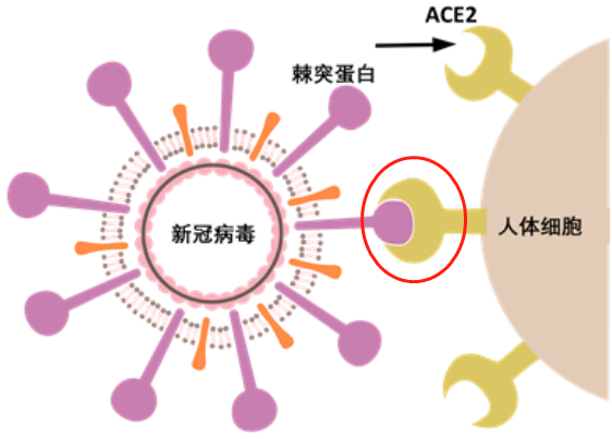 新冠病毒導(dǎo)致男性不育，有科學(xué)根據(jù)嗎？