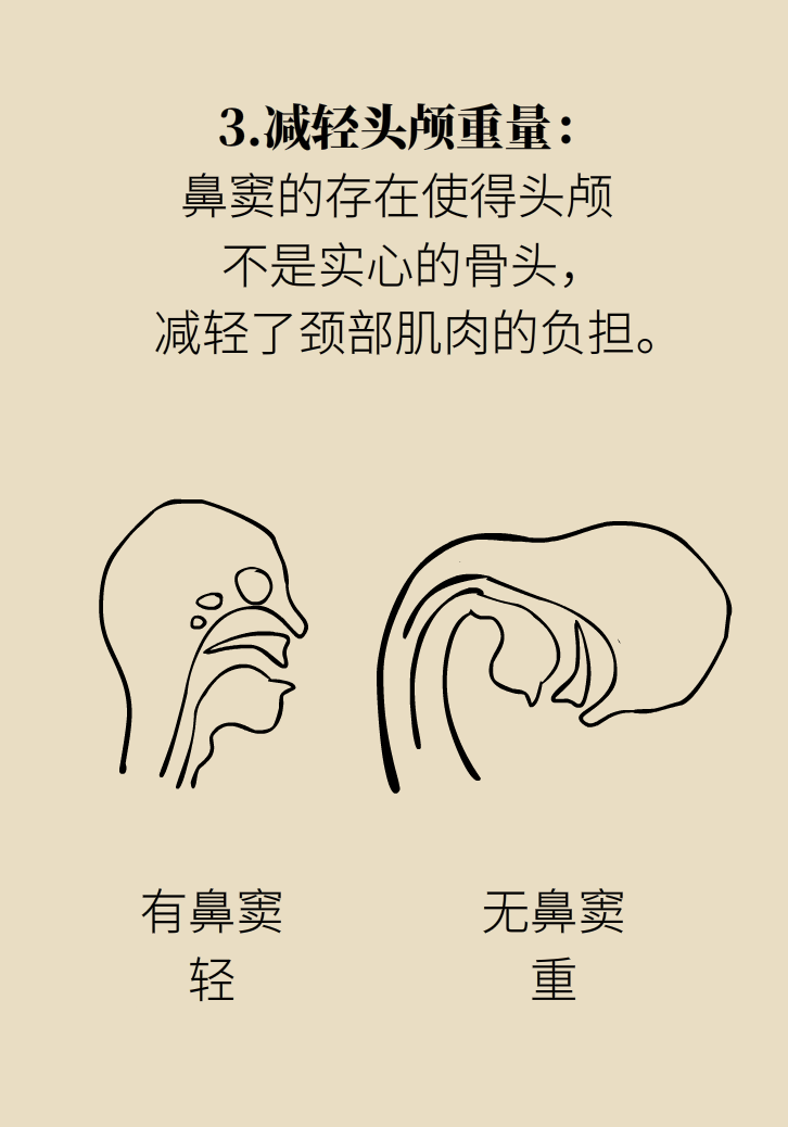 為什么鼻竇發(fā)炎，疼的卻是頭、眼和牙？