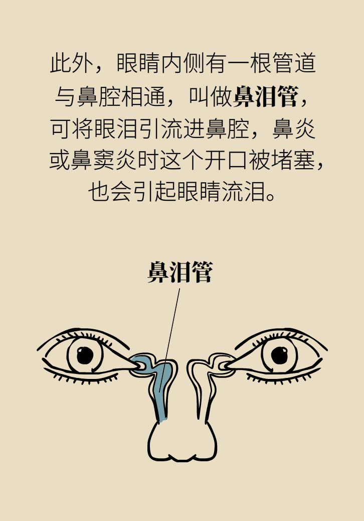 為什么鼻竇發(fā)炎，疼的卻是頭、眼和牙？