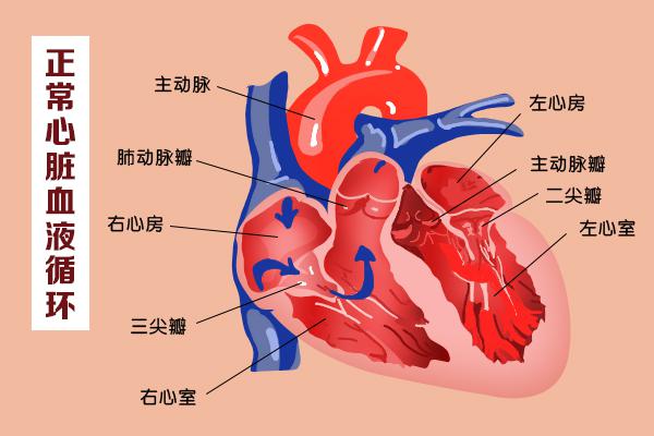 這幾扇“門”，決定了血液的流向