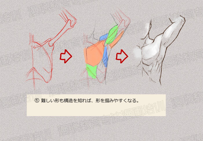 零基礎(chǔ)學(xué)繪畫教程！如何正確掌握繪畫人體結(jié)構(gòu)？