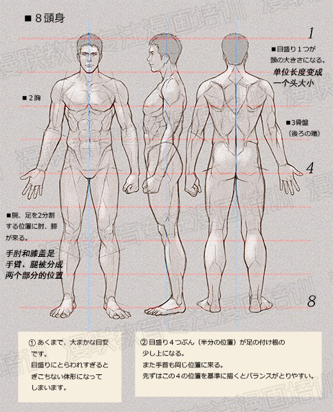 零基礎(chǔ)學(xué)繪畫教程！如何正確掌握繪畫人體結(jié)構(gòu)？