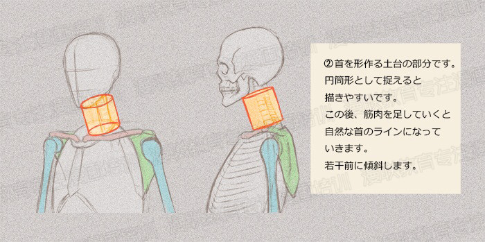 零基礎(chǔ)學(xué)繪畫教程！如何正確掌握繪畫人體結(jié)構(gòu)？