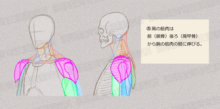 零基礎(chǔ)學(xué)繪畫教程！如何正確掌握繪畫人體結(jié)構(gòu)？