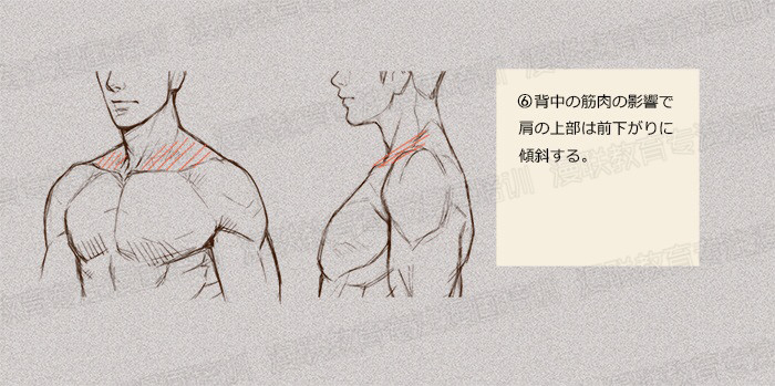 零基礎(chǔ)學(xué)繪畫教程！如何正確掌握繪畫人體結(jié)構(gòu)？