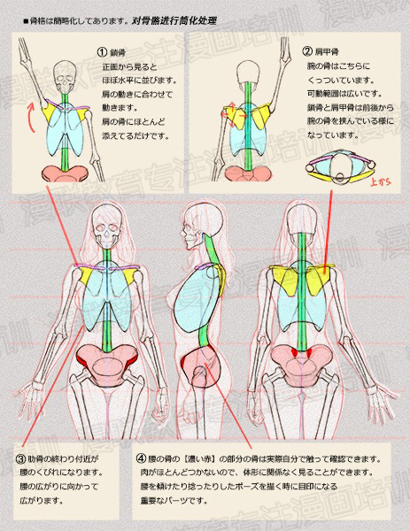 零基礎(chǔ)學(xué)繪畫教程！如何正確掌握繪畫人體結(jié)構(gòu)？