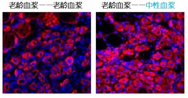 重返年輕不用大換血，只要給血液“兌點(diǎn)水”？