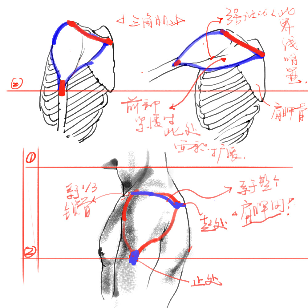 「動(dòng)漫設(shè)計(jì)」分享一波繪畫專用人體解剖素材 part 02 「動(dòng)漫設(shè)計(jì)」分享一波繪畫專用人體解剖素材 part 02