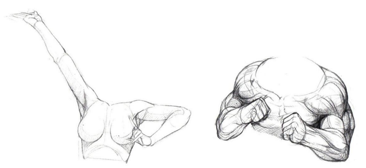 手臂肌肉07.gif 手臂肌肉07.gif
