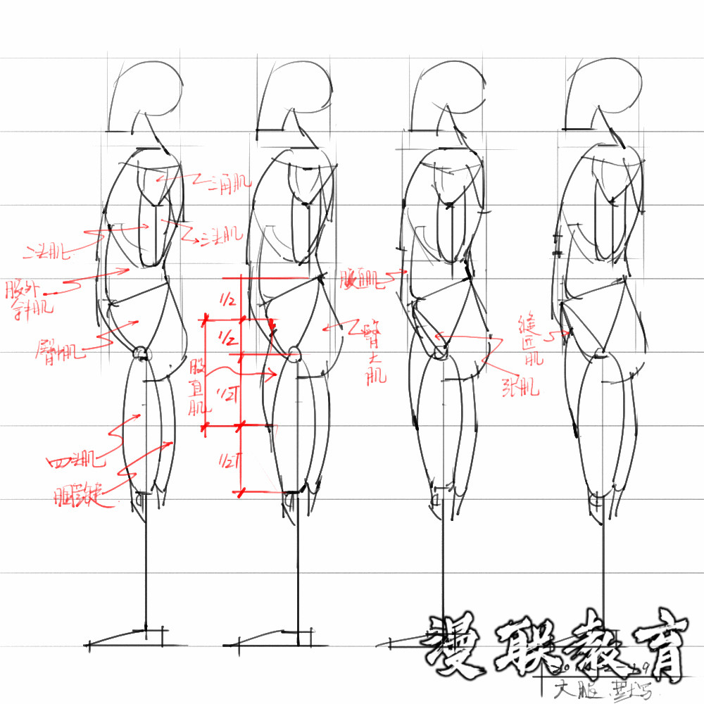 「動漫設(shè)計素材」分享一波繪畫專用人體解剖素材 part 08 「動漫設(shè)計素材」分享一波繪畫專用人體解剖素材 part 08