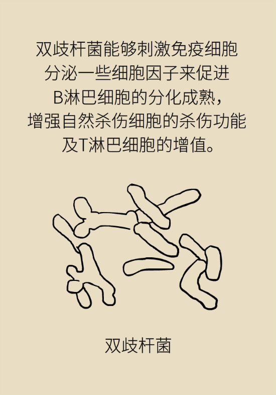 益生菌真能提高免疫力嗎？專家提醒注意這8點(diǎn)