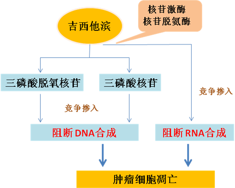 同樣的藥，為什么對他有效卻對你沒效果，可能得問腸道菌群