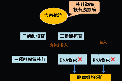 同樣的藥，為什么對他有效卻對你沒效果，可能得問腸道菌群