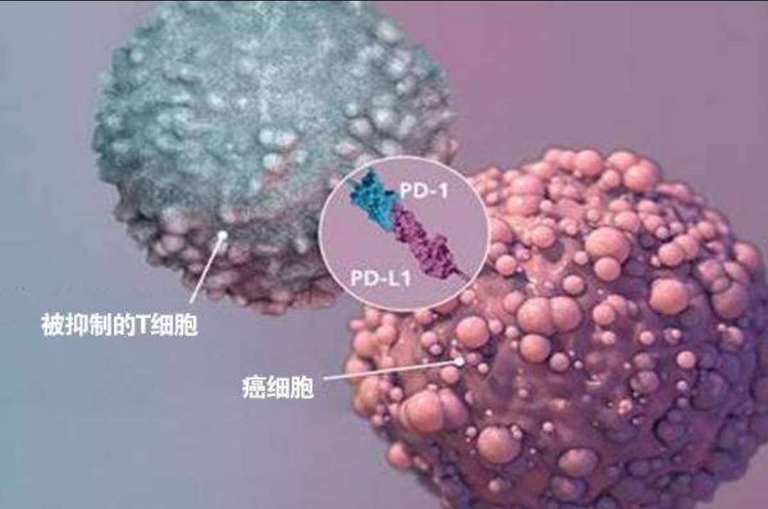 同樣的藥，為什么對他有效卻對你沒效果，可能得問腸道菌群