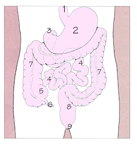 消化道示意圖，1.食道 2.胃 3.十二指腸 4.小腸 5.盲腸 6.闌尾 7.大腸 8.直腸 9.肛門