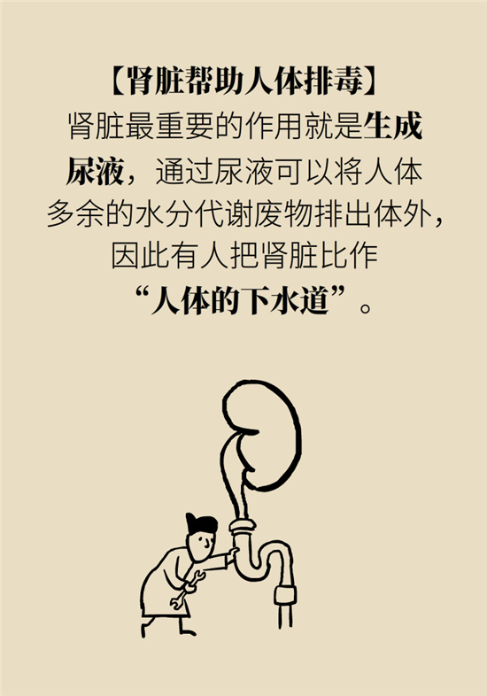 經(jīng)常憋尿會得急性腎炎？