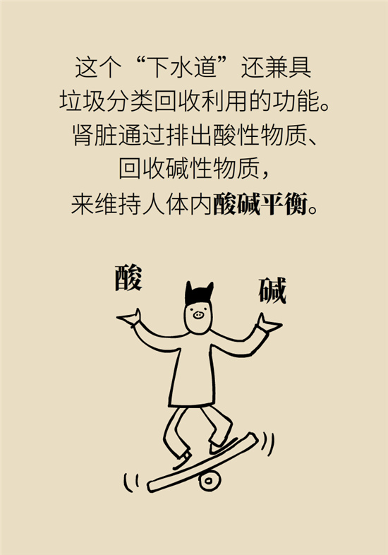 經(jīng)常憋尿會得急性腎炎？