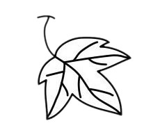 葡萄 葡萄簡筆畫圖片