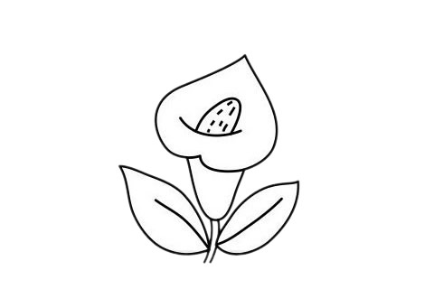 馬蹄蓮 馬蹄蓮簡筆畫圖片