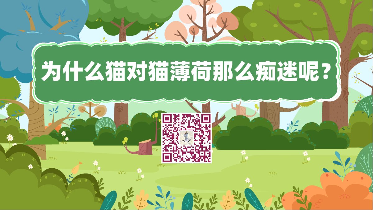 十萬個為什么標題（讓貓癡迷的貓薄荷到底是何方神圣）1200.png