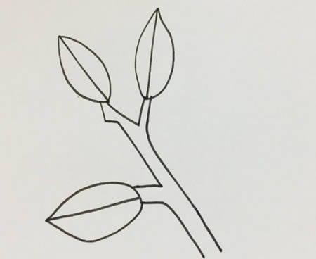 冬青樹簡(jiǎn)筆畫