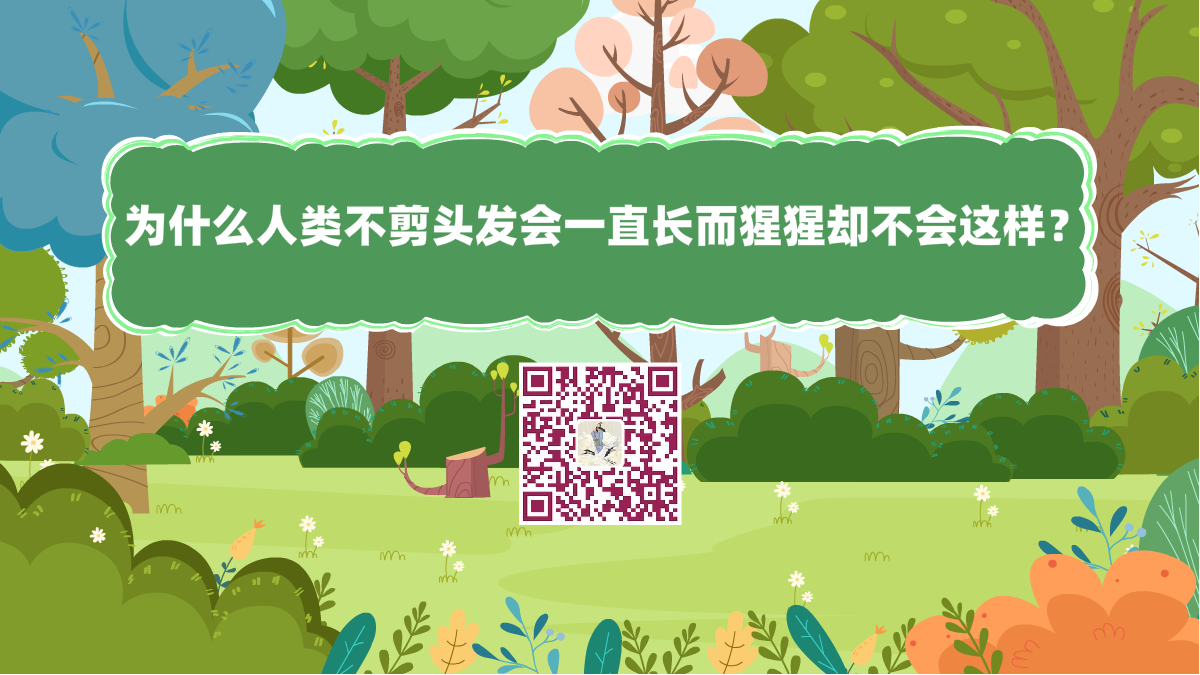 十萬個(gè)為什么標(biāo)題(為什么人類不剪頭發(fā)會(huì)一直長(zhǎng)而猩猩卻不會(huì)這樣)1200.png 十萬個(gè)為什么標(biāo)題(為什么人類不剪頭發(fā)會(huì)一直長(zhǎng)而猩猩卻不會(huì)這樣)1200.png