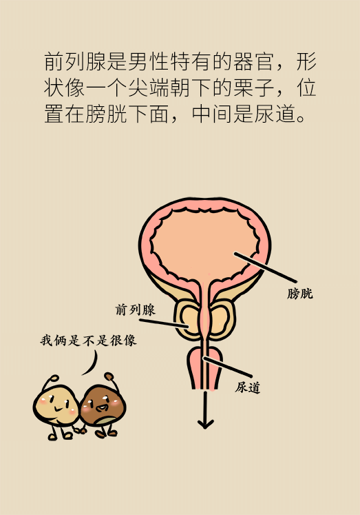 前列腺科普動(dòng)漫制作