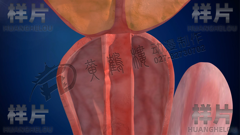 前列腺膀胱器官.jpg 前列腺膀胱器官.jpg
