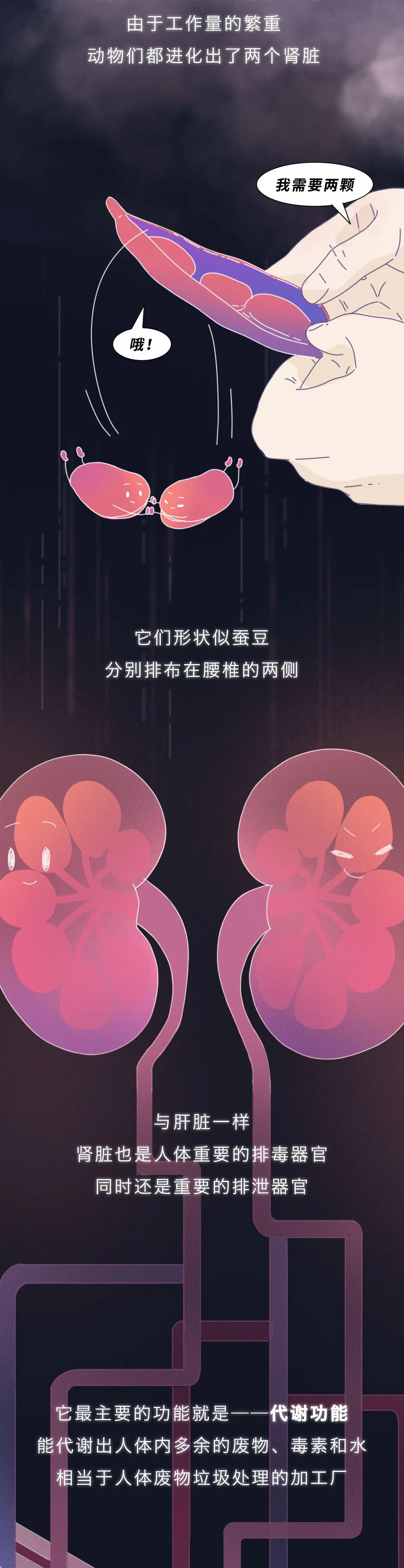 腎醫(yī)學(xué)知識(shí)科普：腎被透支的全過(guò)程