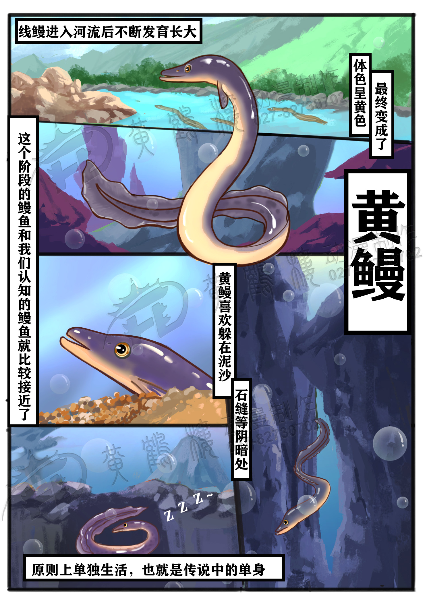 鰻線期(Elver).jpg 鰻線期(Elver).jpg