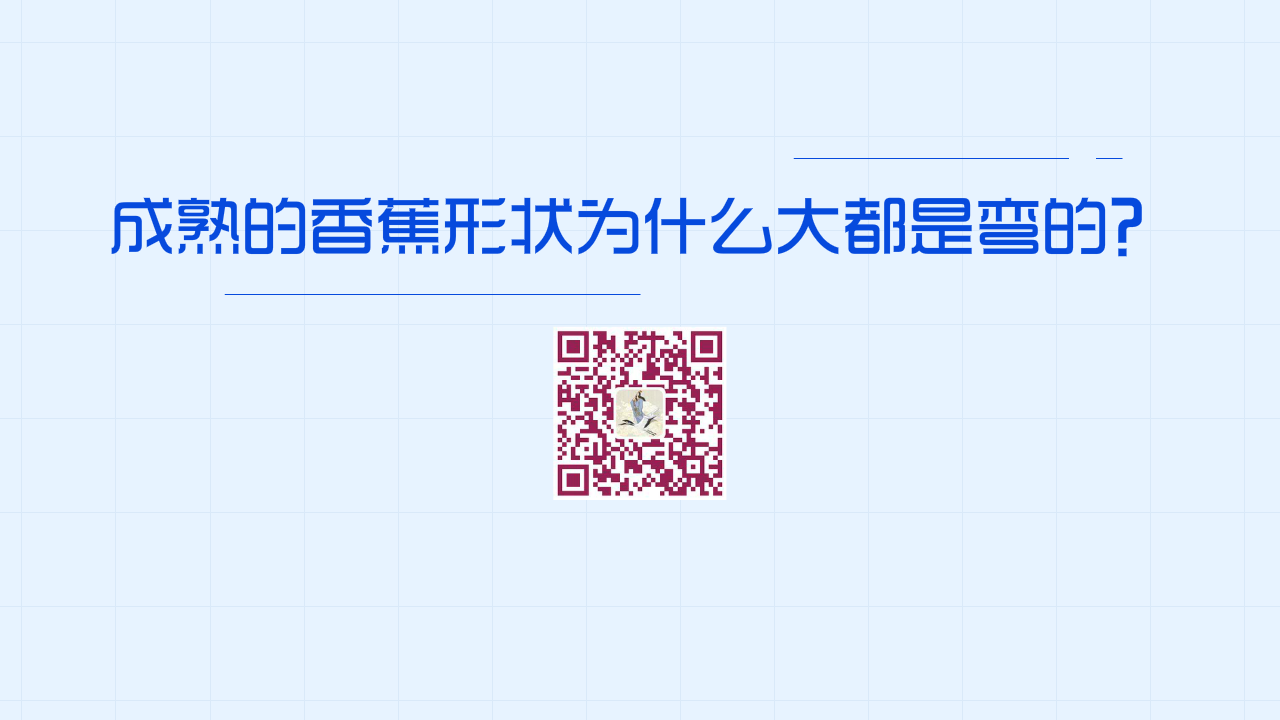 成熟的香蕉形狀為什么大都是彎的？1200.png